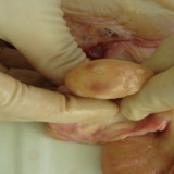 Krava ima žuto tijelo: kako liječiti